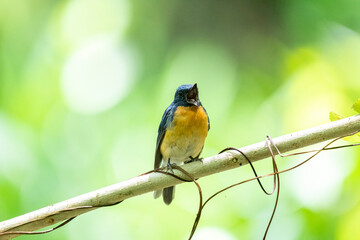 Tickell's blue flycatcher perched on a tree branch in a nice blurred green back ground.