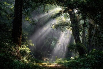 Obraz premium Ethereal Sunlight Streaming through Dense Forest Canopy Creating Enchanting Atmosphere in Lush Green Wilderness