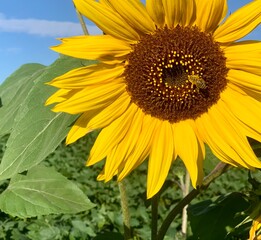 Obraz premium A vibrant sunflower stands tall in a lush green field, under a clear blue sky. A bee is seen busy collecting nectar from the flower's center during a warm afternoon