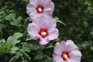 pink and white flowers
