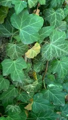 Fototapeta premium Lush green ivy leaves overlay a textured surface, showcasing various shades of green and a hint of yellow. This vibrant greenery flourishes in a garden setting under bright sunlight