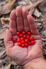 Orange, poisonous berries in the palm of a man's hand in an autumn forest