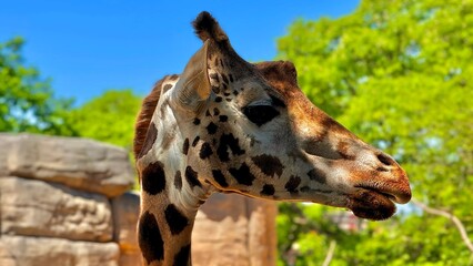 Fototapeta premium Giraffe