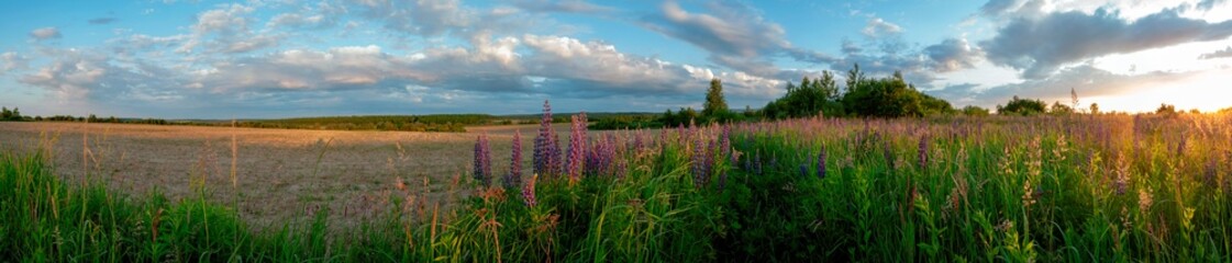 Bouquet of lupine summer flower background. Lupine fields with pink, purple and blue flowers. Beautiful wildlife, sunny summer. Panorama of blue flowers