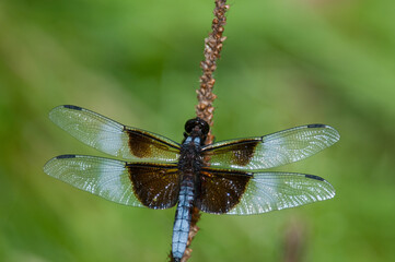 Widow Skimmer Dragonfly perched on a piece of foliage