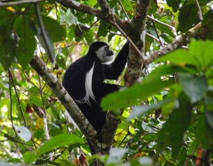 Black and white monkey in a lush jungle canopy