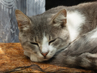 A peaceful gray and white cat sleeping soundly.