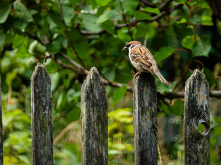 A house sparrow perched on a rustic fence.