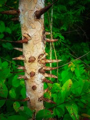 "Thorn-covered tree trunk in a lush forest, showcasing nature's defense mechanisms."