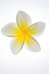 Naklejka premium Isolated Close-Up of a Yellow and White Frangipani Bloom on White Background