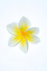 Naklejka premium Detailed Macro Shot of a Vibrant Yellow-Centered Frangipani Flower