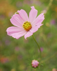 flower, pink, nature, plant, garden