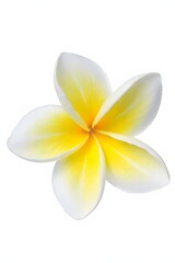 Naklejka premium Close-Up of a Vibrant Yellow and White Frangipani Flower Isolated on White Background