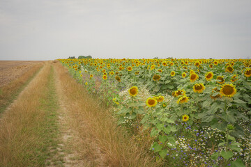 field, flower, landscape, sky, sunflower, nature