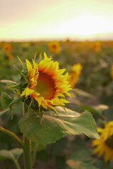 field, flower, landscape, sky, sunflower