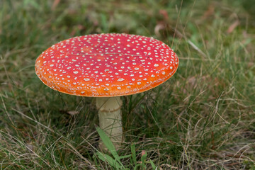 fly agaric mushroom in forest