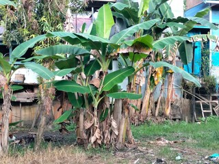 A view of banana trees flourishing