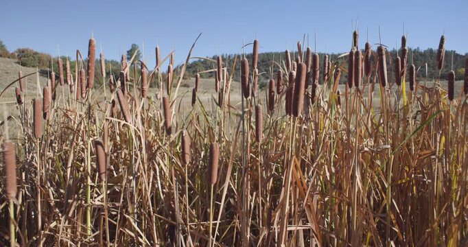 Cattails Blowing in Slow Motion