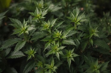 Cannabis Plant Closeup Thick Greenery Botanical Detail ai generated