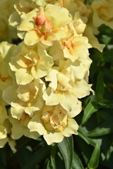 Obraz premium Lovely dragon flowers are blossoming in a garden in summer time.