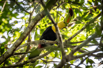 a coloful keel-billed toucan moving around in the forest