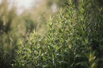 Closeup Vertical Photography of Thriving Wet Plant Stems in a Dense Natural Field ai generated
