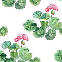 Geranium plant with rounded leaves, pink blossoms. Hand-painted watercolor seamless pattern isolated on white perfect for garden designs, floral arrangements, invitations, packaging, home decor