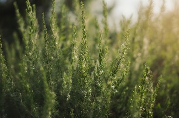 Delicate Green Conifer Branches Outdoor Landscape Texture ai generated
