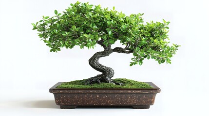 Bonsai Tree in the Pot Isolated on White Background