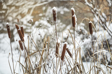 High reeds and cattail dry plant against white snow winter