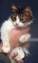 A charming long-haired cat with soft white fur and brown-black spots, as well as expressive yellow eyes.  