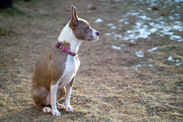Mixed Breed Pitbull Boxer Shiba Inu Dog Sitting Outdoors
