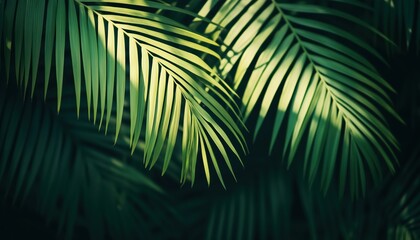 Tropical Palm Leaf Closeup: Exotic Green Lush With Shadows, Dark Tone Textures, Panoramic Wallpaper In Sunshine Garden Park. Nature-Inspired Relaxation With Summer Foliage.