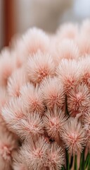 Close-up of many fluffy, light pink flower heads