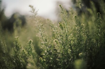 Golden Hour Closeup of Soft Green Wildflower Stems in a Field ai generated