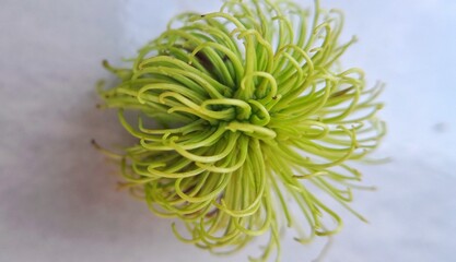 A young, green and bitter rambutan (nephelium lappaceum) lying on a white ceramic floor.