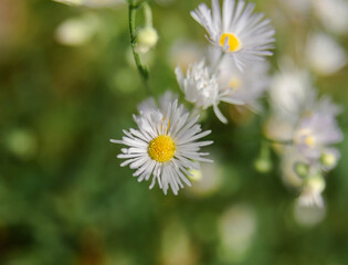 Daisy Fleabane