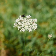 Obraz premium Bugs on a flower