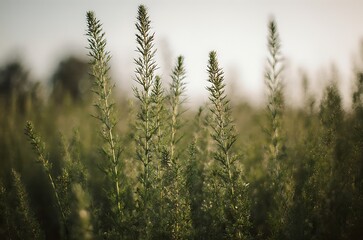 Obraz premium Golden Hour Wildflower Field Tall Herbaceous Plant Detail ai generated