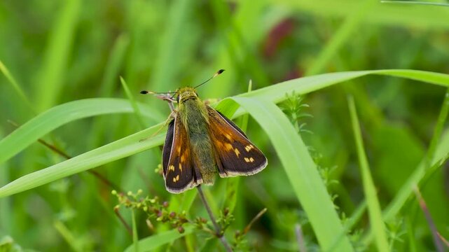 Silver-spotted Skipper Butterfly Resting in Grass