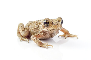 Asian common toad on white background