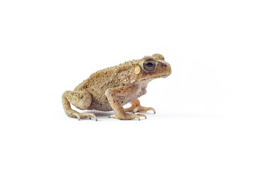 Asian common toad on white background
