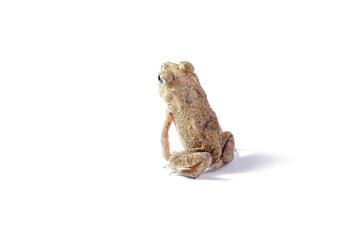 Asian common toad on white background