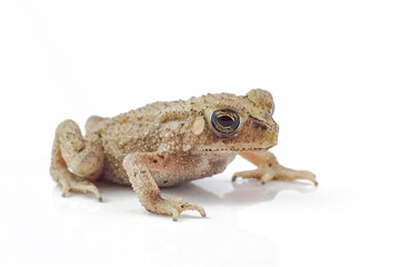 Asian common toad on white background