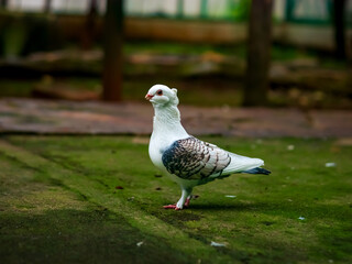 Close-up of a white pigeon with patterned wings standing on a mossy ground, showcasing its unique feathers in a natural outdoor setting.