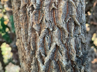 Young trunk, bark of the Indian Jujube (Ziziphus mauritiana) tree trunk