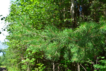Obraz premium Close-up of pine tree branch with fresh green needles in forest