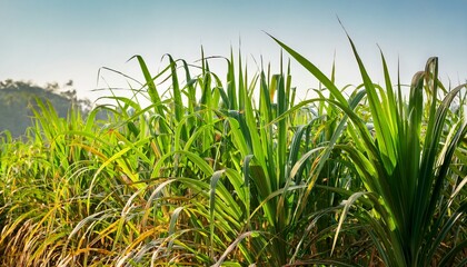 close up of vibrant green sugarcane plants with strong tall stalks illuminated by soft sunlight in lush field background scene