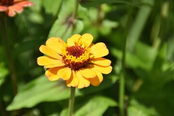 A yellow zinnia flower is blossoming outdoor in sunny summer day.