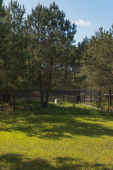 Obraz premium Grassy Lawn with Pine Trees and Modern Black Fence in Countryside